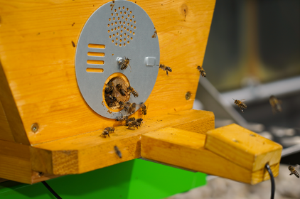 Reges Treiben: Bienen schwirren um das Einflugloch des Bienenstocks auf dem Dach des Digitalministeriums. Kameras und Sensoren überwachen das Verhalten der Bienen und Umweltfaktoren.