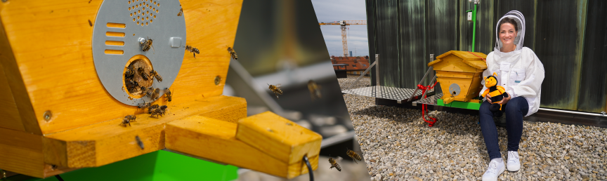 Ein Hightech-Bienenstock wurde auf dem Dach des Digitalministeriums installiert. Collage mit Bienen und Digitalministerin Gerlach
